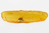 Detailed Fossil Black Fly (Simuliidae) In Baltic Amber #307802-1